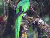 A10A7995Resplendent_Quetzal