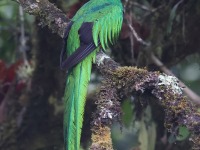 A10A8000Resplendent_Quetzal