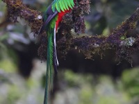 A10A8144Resplendent_Quetzal