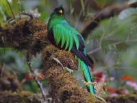 A10A8166Resplendent_Quetzal