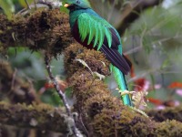 A10A8191Resplendent_Quetzal