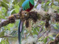 A10A8233Resplendent_Quetzal