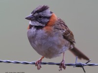 A10A8257Rufous-collared_Sparrow