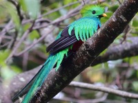 A10A8290Resplendent_Quetzal