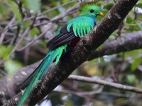 A10A8292Resplendent_Quetzal