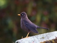 A10A8404Sooty_Thrush