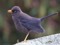 A10A8408Sooty_Thrush