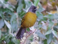 A10A8413Large-footed_Finch