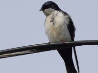 A10A8437Blue-and-white_Swallow