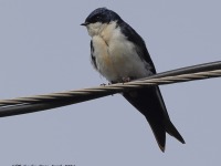 A10A8440Black-and-white_Swallow