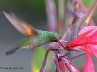 A10A8493Stripe-tailed_Hummingbird