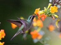 A10A8550White-throated_Mountain-Gem