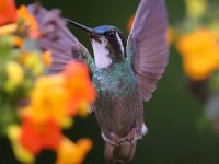 A10A8561White-throated_Mountain-Gem