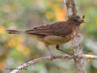 A10A8585Clay-colored_Thrush