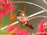 A10A8625Scintillant_Hummingbird