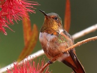 A10A8637Scintillant_Hummingbird