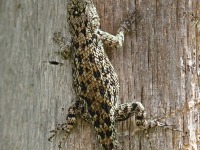 A10A8645Fence_Lizard_Costa_Rica