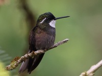 A10A8674White-throated_Mountain-Gem