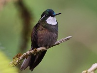 A10A8695White-throated_Mountain-gem