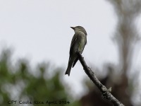 A10A8830Olive-sisded_Flycatcher