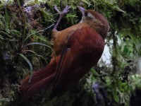 A10A8952Ruddy_Treerunner
