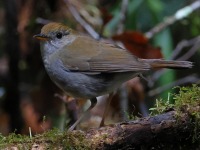 A10A9035Ruddy-capped_Nightingale-Thrush