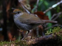 A10A9039Ruddy-capped_Nightingale-Thrush