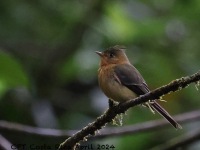 A10A9054Tufted_Flycatcher