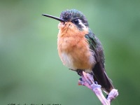 A10A9151White-throated_Mountain-Gem