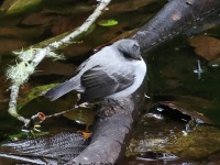 A10A9177Torrent_Tyrannulet