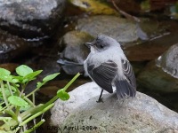 A10A9182Torrent_Tyrannulet