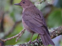 A10A9196Mountain_Thrush