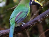 A10A9235Northern_Emerald-Toucanet