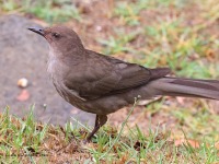 A10A9238Mountain_Thrush