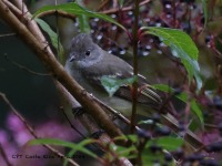 A10A9241Yellow-bellied_Elaenia