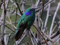 A10A9290Lesser_Violetear