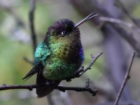 A10A9336Fiery-throated_Hummingbird