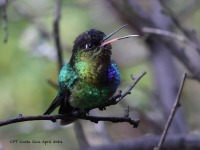 A10A9346Fiery-throated_Hummingbird