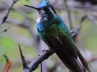 A10A9380White-throated_Mountain-Gem