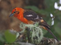 A10A9420Flame-colored_Tanager