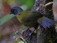 A10A9449Large-footed_Finch