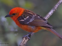 A10A9497Flame-colored_Tanager