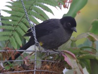 A10A9524Yellow-thighed_Brushfinch