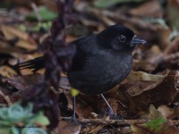 A10A9537Yellow-thighed_Brushfinch