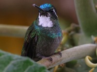 A10A9552White-throated_Mountain-Gem