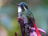 A10A9567White-throated_Mountain-Gem