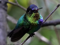 A10A9625Fiery-throated_Hummingbird