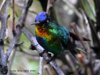 A10A9647Fiery-throated_Hummingbird