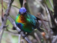 A10A9652Fiery-throated_Hummingbird