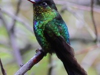 A10A9707Fiery-throated_Hummingbird